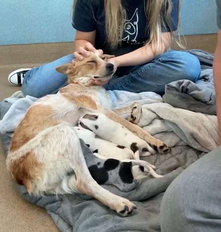 Rescued After a Bus Accident, Brave Mama Dog Delivers Puppies in the Most Unexpected Way!